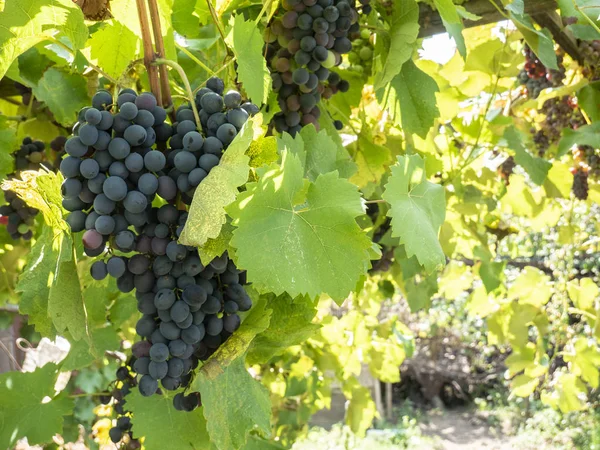 Racimos de uvas en un viñedo en un jardín rural — Foto de Stock