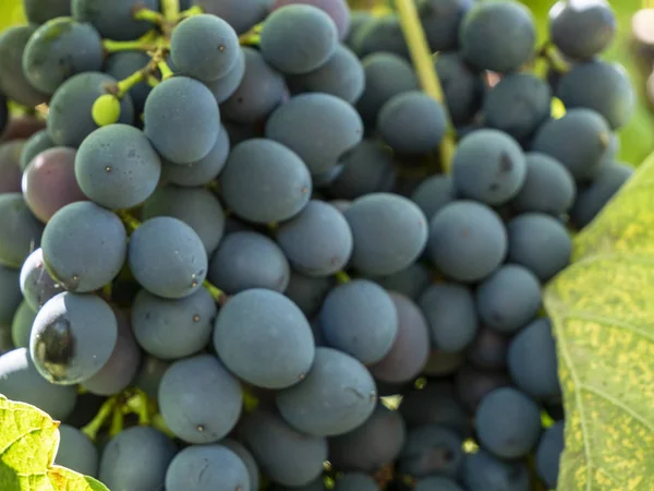 Racimos de uvas en un viñedo en un jardín rural — Foto de Stock