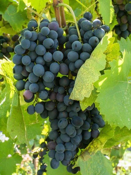 Racimos de uvas en un viñedo en un jardín rural — Foto de Stock