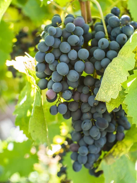 Racimos de uvas en un viñedo en un jardín rural — Foto de Stock