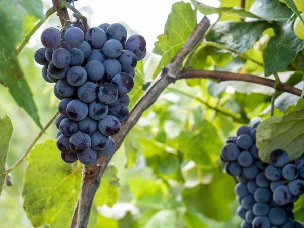 Racimos de uvas en un viñedo en un jardín rural — Foto de Stock