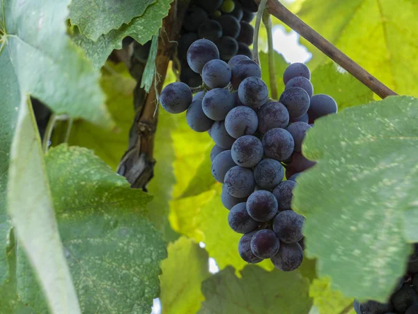 Racimos de uvas en un viñedo en un jardín rural — Foto de Stock