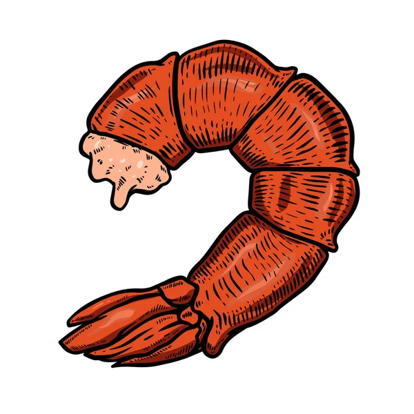 Shrimp tail meat illustration. Design element for poster, banner, card, menu. — Stock Vector