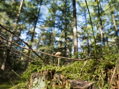 Ormanın arka planında bir ağacın altında büyüyen mantar. Almanya 'nın Herstel ilçesine bağlı bir orman.
