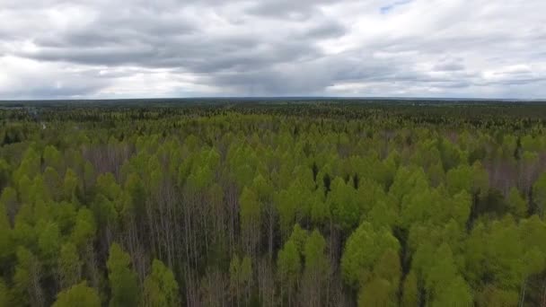 Nagrywanie Wideo Helikopter Leciał Nad Drzew Lesie Początku Lata Las — Wideo stockowe