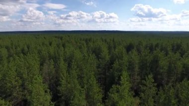 Video quadrocopter alınır. Kamera ufuk ağaçların üzerinden uçar. Orman ufka görünür