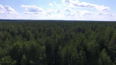 Video quadrocopter alınır. Kamera ufuk ağaçların üzerinden uçar. Orman ufka görünür