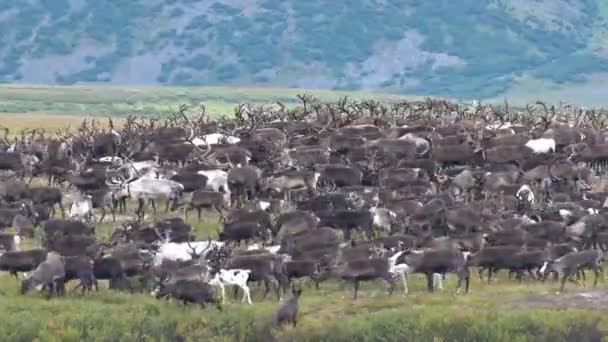 Stádo Sobů Pastvy Tundra Herd Sobů Běžící Tundře Proti Hoře — Stock video