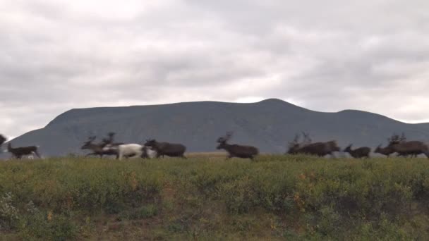 ウラル山脈の間で北極圏のツンドラにトナカイを実行します 鹿が高速に実行しています — ストック動画