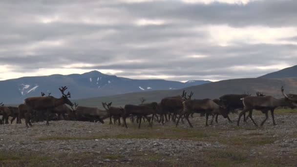 Tussen Noordelijke Bergen Grazen Rendieren Herfst Achter Herten Oeral Bewolkte — Stockvideo