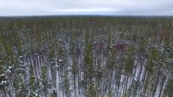 冬天飞越一片年轻的松树林 — 图库视频影像