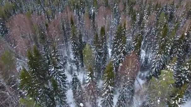 Volare Una Giovane Pineta Inverno — Video Stock