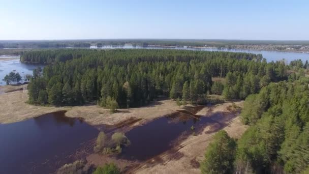 Foresta Conifere Acqua Vista Dall Alto Della Pineta Del Fiume — Video Stock