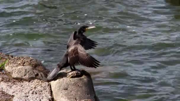 石の上に座っている黒い大きなコーモラント 翼は海の波を背景に広がる — ストック動画