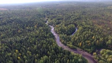 Sonbaharda kozalaklı ormanın en iyi manzarası. Küçük bir nehir ormanı geçer. Sibirya 'nın kuzeyindeki Tayga