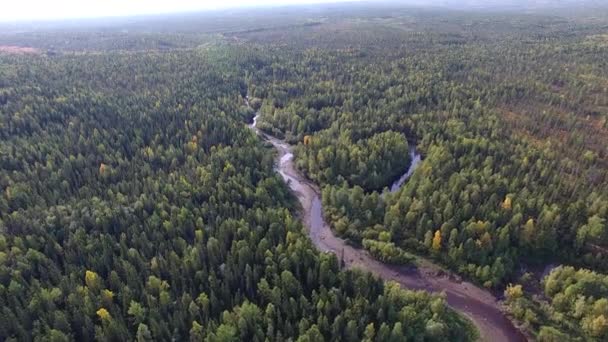 Top View Coniferous Forest Autumn Small River Flows Forest Taiga — Stock Video