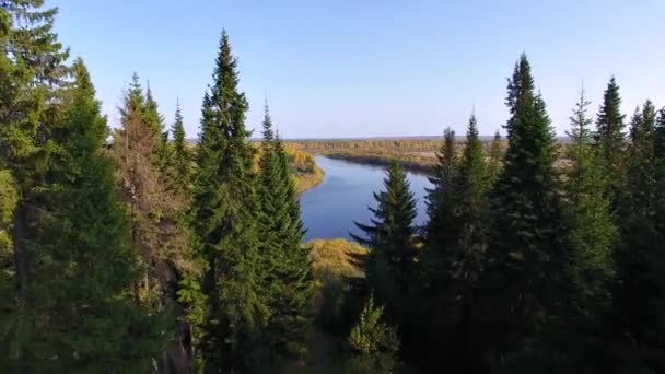 Kamera Letí Mezi Jedlemi Řece Listy Stromech Jsou Žluté Podzim Stock Video