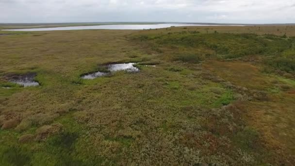 カメラは ツンドラ上空を飛行する無人機から撮影します 植生の底と先の沼の湖で — ストック動画