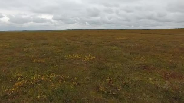 Kameran Skjuter Från Drönare Som Flyger Lågt Över Tundran Norra — Stockvideo