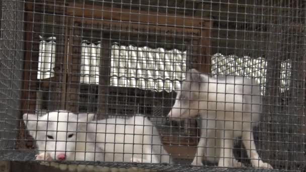 Dvě Arktické Lišky Kleci Dvě Arktické Lišky Jsou Drženy Kovových Videoklip