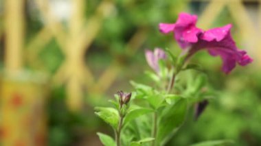 Petunya çiçek rüzgarda hareket ediyor asılı bazı güzel pembe yakın çekim