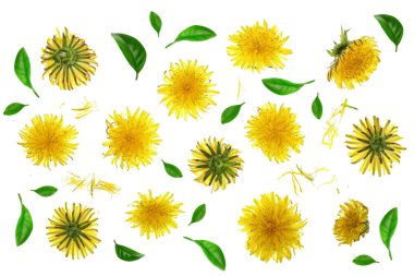 Karahindiba çiçek ya da beyaz arka plan üzerinde izole karahindiba Officinale. Üstten Görünüm. Düz yatıyordu desen