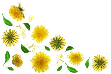 Karahindiba çiçek veya karahindiba Officinale kopya alanı metniniz için beyaz zemin üzerine izole. Üstten Görünüm. Düz yatıyordu