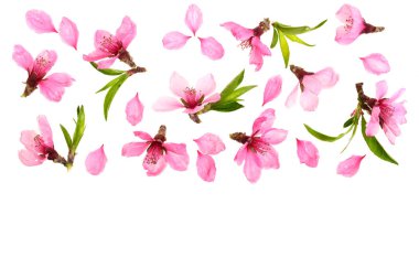 Kiraz çiçeği, metniniz için kopya alanı ile beyaz arka plan üzerinde izole sakura çiçekler. Üstten Görünüm. Düz yatıyordu desen