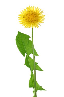Karahindiba çiçek veya karahindiba Officinale beyaz arka plan üzerinde izole yaprakları ile