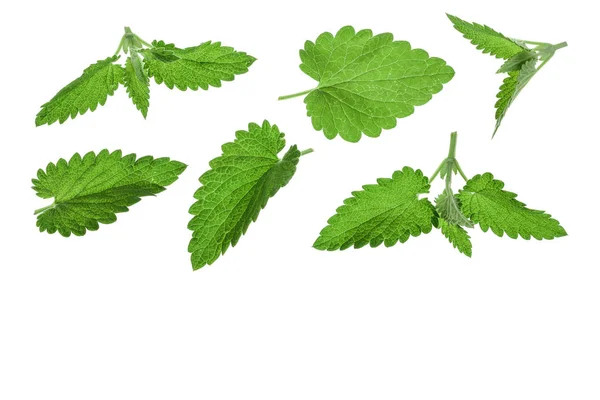Melissa leaf or lemon balm isolated on white background with copy space for your text. Top view. Flat lay pattern — Stock Photo, Image