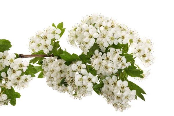 Hawthorn veya Crataegus monogyna şubesi beyaz arka planda izole edilmiş çiçeklerle — Stok fotoğraf