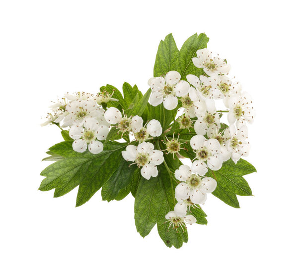 Hawthorn or Crataegus monogyna branch with flowers isolated on a white background