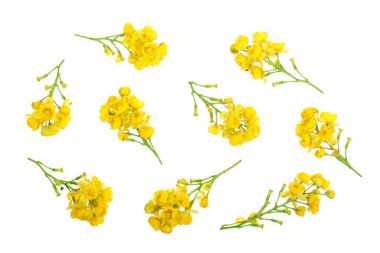 Beyaz arka plan üzerinde izole barberries çiçekler