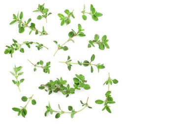 Taze kekik baharat kopya alanı metniniz için beyaz zemin üzerine izole. Üstten Görünüm. Düz yatıyordu desen