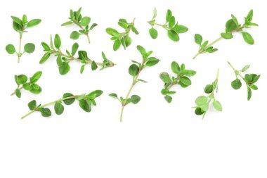 Taze kekik baharat kopya alanı metniniz için beyaz zemin üzerine izole. Üstten Görünüm. Düz yatıyordu desen