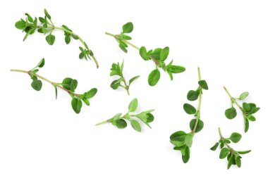 Taze kekik baharat beyaz arka plan üzerinde izole. Üstten Görünüm. Düz yatıyordu desen