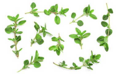 Taze kekik baharat beyaz arka plan üzerinde izole. Üstten Görünüm. Düz yatıyordu desen