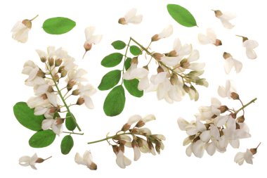 Çiçek açması akasya ile yapraklar üzerinde izole beyaz arka plan, akasya çiçekler, Robinia pseudoacacia. Beyaz akasya
