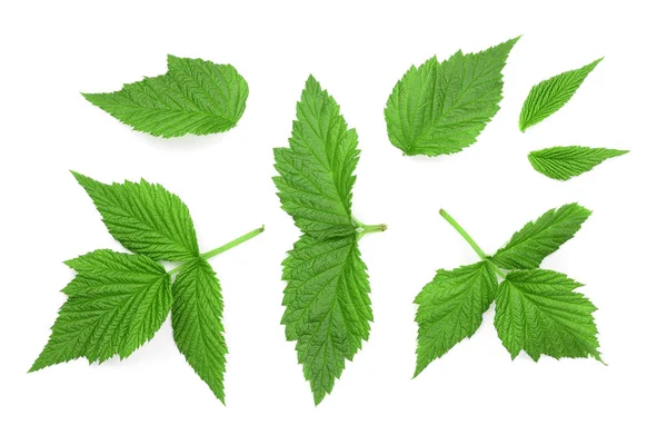 Raspberry leaves isolated on white background. Top view. Flat lay — Stock Photo, Image