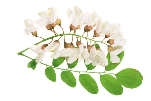 Acacia înfloritoare cu frunze izolate pe fundal alb, flori de Acacia, Robinia pseudoacacacacia. Acacia albă — Fotografie, imagine de stoc
