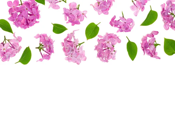 Flores lilás, ramos e folhas isoladas em fundo branco com espaço de cópia para o seu texto. Deitado. Vista superior — Fotografia de Stock