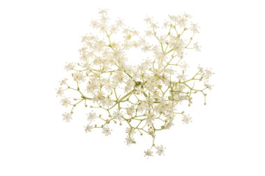 Beyaz bir arka plan üzerinde izole yaşlı çiçek çiçek. Tıbbi bitki