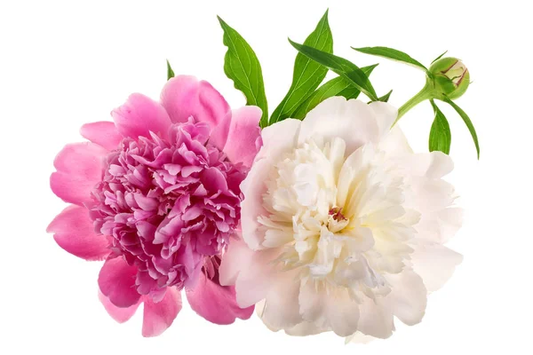 Peonia fiore isolato su sfondo bianco da vicino — Foto Stock