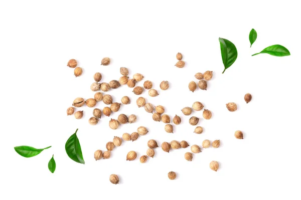 Koriander zaden versierd met groene bladeren geïsoleerd op een witte achtergrond bovenaanzicht — Stockfoto