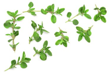 Taze kekik baharat kopya alanı metniniz için beyaz zemin üzerine izole. Üstten Görünüm. Düz yatıyordu desen