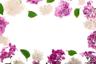 çerçeve Lila çiçek ve yaprakları kopya alanı metniniz için beyaz zemin üzerine izole. Düz yatıyordu. Üstten görünüm