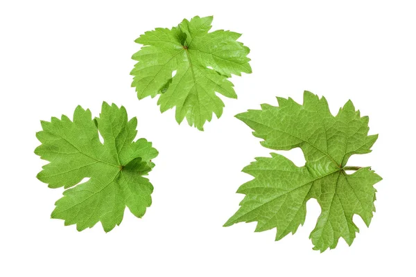 Hoja de uva aislada sobre el fondo blanco —  Fotos de Stock