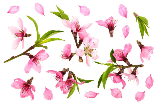Cherry blossom, sakura flowers isolated on white background. Top view. Flat lay pattern