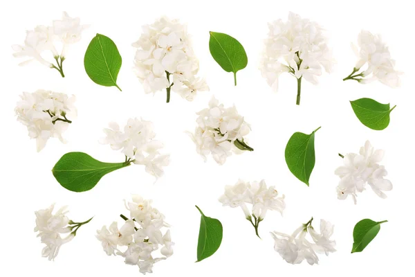 Flori de liliac deschis, ramuri și frunze izolate pe fundal alb. Plat lay. Privire de sus — Fotografie, imagine de stoc