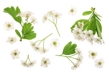 Beyaz bir arka plan üzerinde izole alıç veya Crataegus bitkisinden çiçek